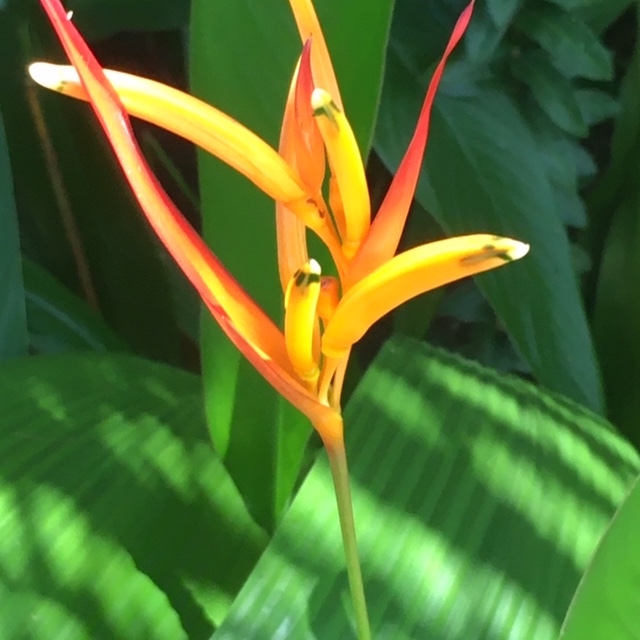 yellow and orange flower
